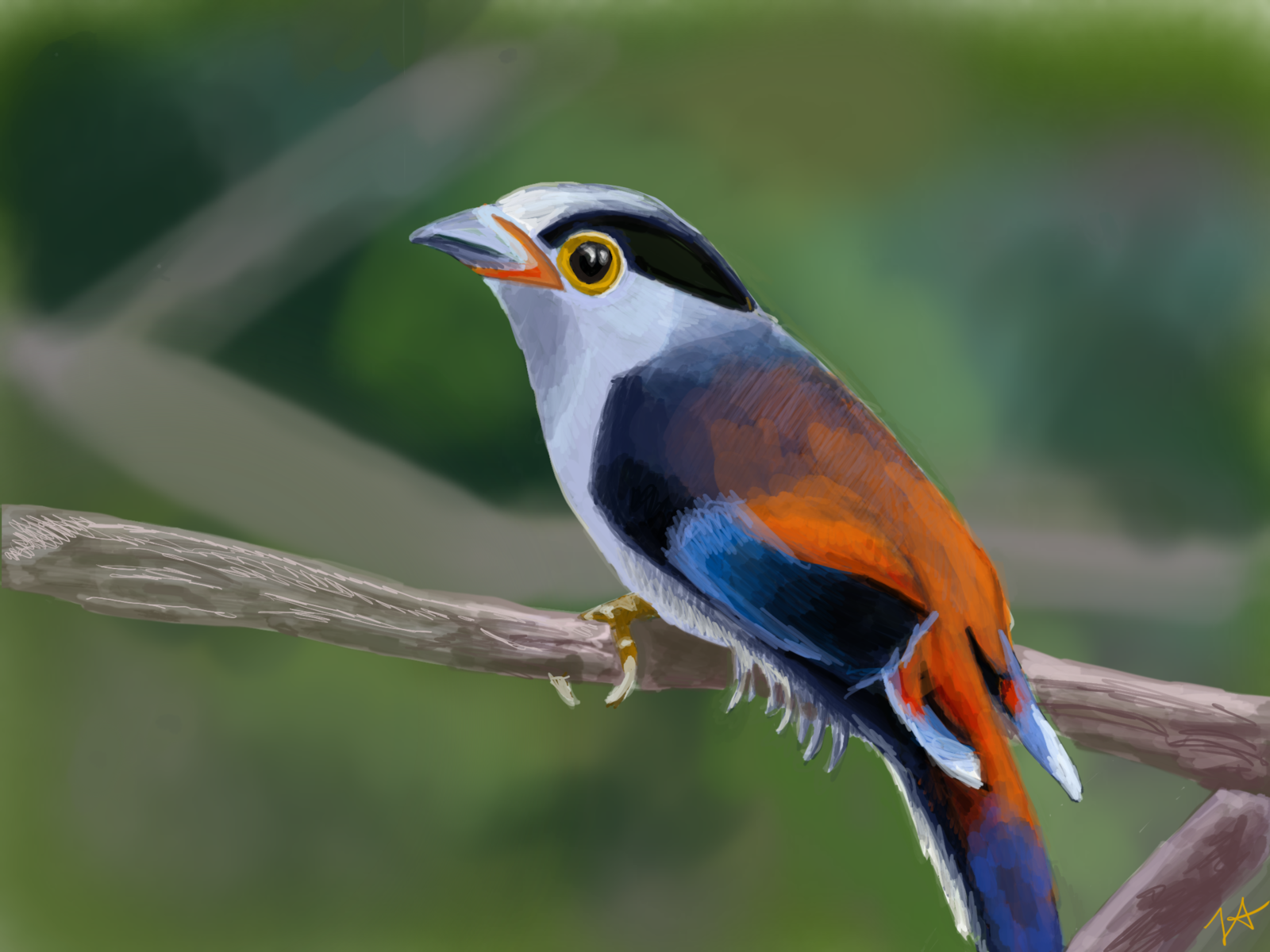 Silver Breasted Broadbill by Liz Abshire on Dribbble