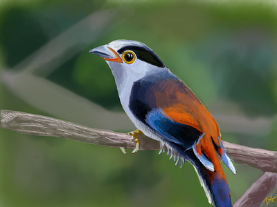 Silver Breasted Broadbill