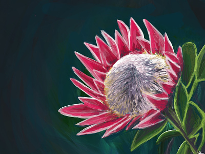 Protea Flower art details digital digitalart flower ipadpro painting procreate protea