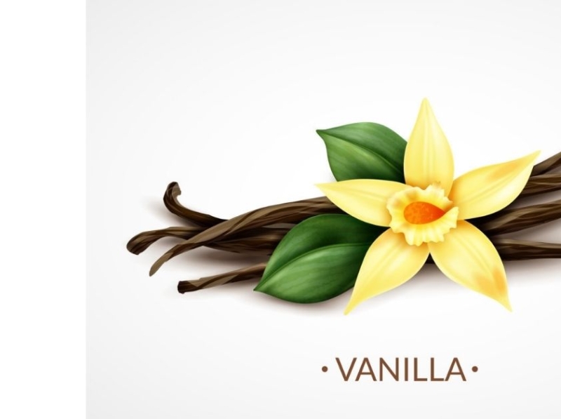 where-does-vanilla-flavoring-come-from-by-trendingfastindia-on-dribbble