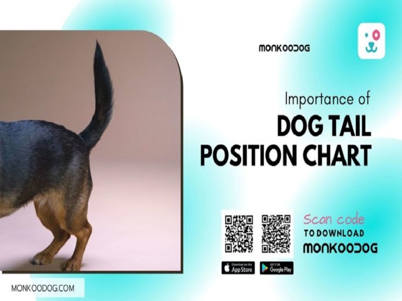 Importance Of Dog Tail Position Chart by Monkoodog on Dribbble