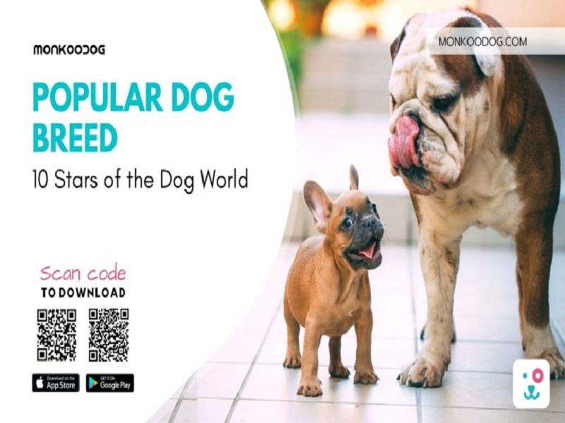 10 Most Popular Dog Breeds The Stars Of The Dog World by Monkoodog on Dribbble