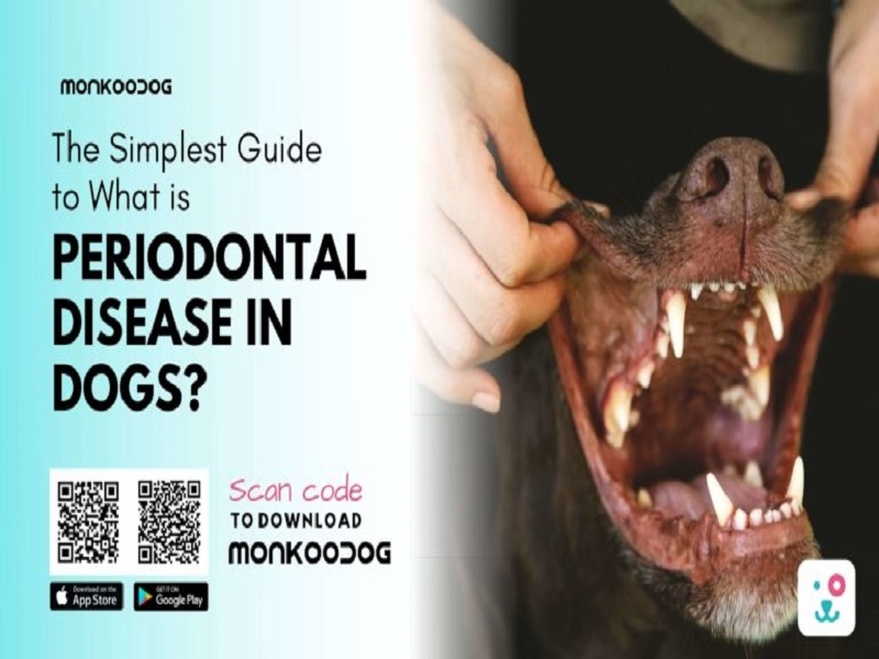 The Simplest Guide To What Is Periodontal Disease In Dogs? by Monkoodog ...