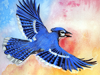 Blue Jay