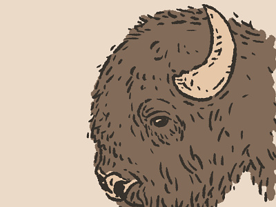 Bison animals bison buffalo design drawing great plains hand drawn illustration joe horacek little mountain print shoppe north america procreate roam