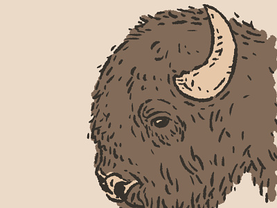 Bison