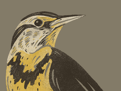Meadowlark Illustration