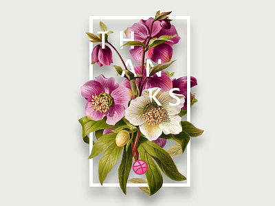 Thank you for having me Drbbble.. botanical debut first firstshot floral flowers graphics prints thanks typo typography vintage
