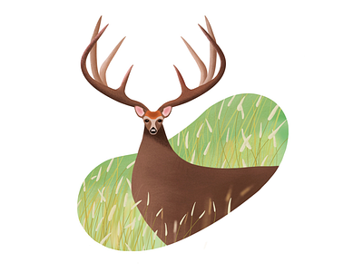 Deer animal deer illustration nature procreate