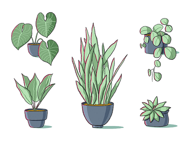 Indoor plants art brush design digitalart icons illustration noise plants procreate set succulent web