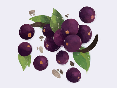 Acai Berries acai berries illustration