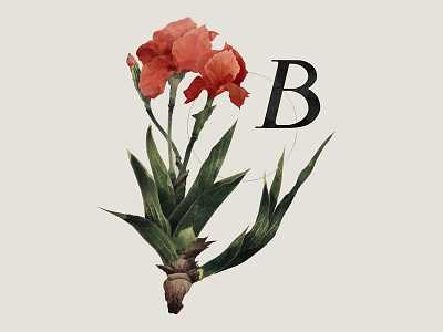 Botanical botanic botany collage