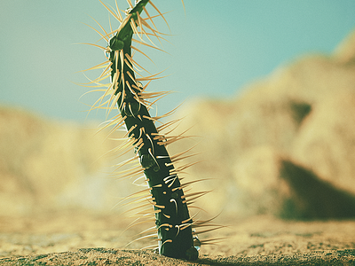 Micro Desert Plant 3d cinema4d desert dry micro nature plant sand spike tiny zoom