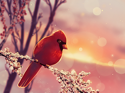 Cardinal bird cardinal frost sunrise winter