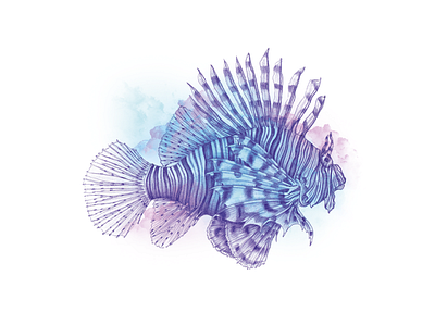 Lionfish - pen ballpoint design drawing handdrawn illustration pan