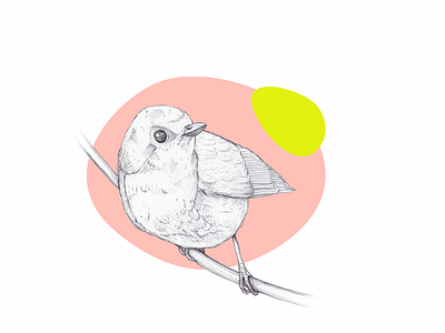 Robin animal ballpoint drawing handdrawn illustration