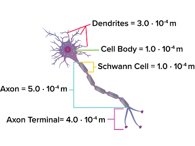 Neuron brain education graphic design illustration medical neuron science visual design