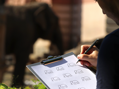 Elephant icons 🐘 / exploring and sketching ✏ animal animals brand branding design designer elephant grid icon identity logo logodesign logodesigner mark zoo