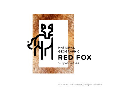RED FOX / National Geographic