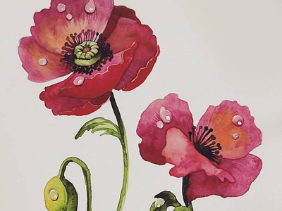 Watercolor poppy art fine art illustration painting plant poppy traditional art watercolor