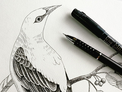Golden oriole bird ink drawing bird drawing fine art illustration ink traditional art