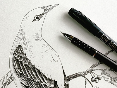 Golden oriole bird ink drawing