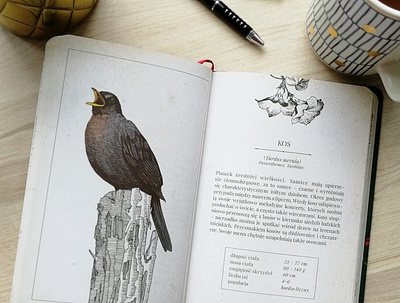 Common blackbird - bird calendar spreadsheet bird book design drawing illustration ink