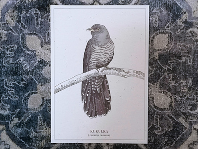 Common cuckoo art bird digital illustration mixed traditional art