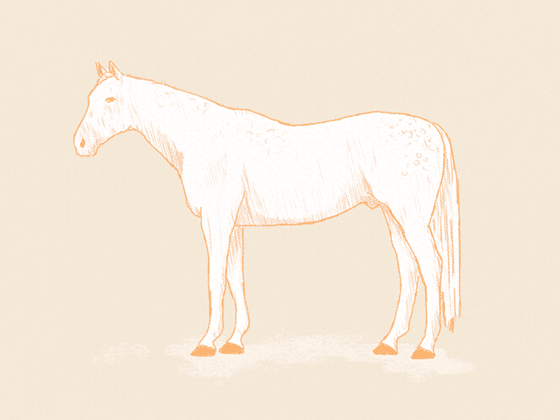Sock Horse animade horse horses in hosiery illustration sock horse