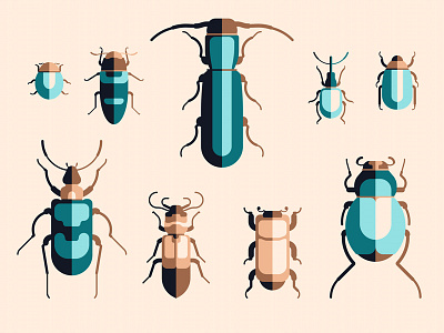 Beetles beetle beetles bug bugs illustration insect june bugs vector