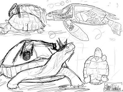 squirtle squad sketch turtle