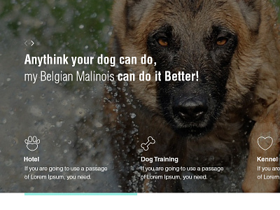 Dog school clean dog dog trainer dogs malinois school web website