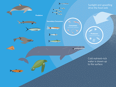 California Coast Food cycle animals design digital illustration vector