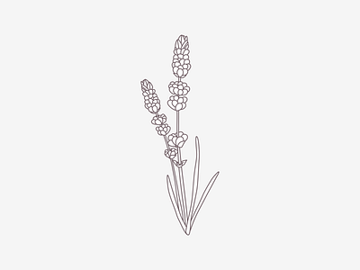 Lavender aroma oil branding illustration lavender