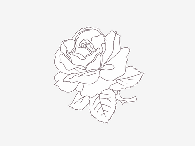 Rose aroma oil branding graphic design illustration rose