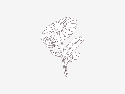 Chamomile aroma oil branding chamomile graphic design illustration