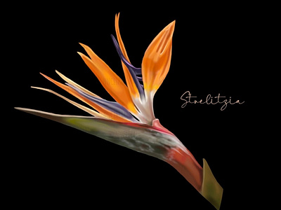 Strelitzia flower