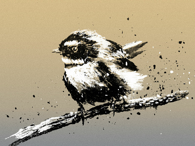 Fantail bird bird illustration branch charcoal drawing illustration illustrations