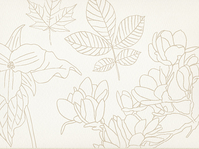 Botanical Line Drawings botanical branding drawing illustration plants rustic