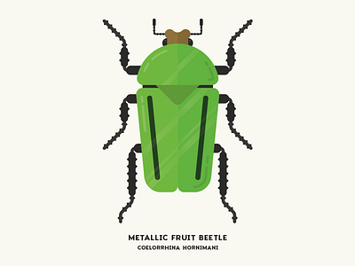 Metallic Fruit Beetle animal beetle bug diagram fruit illustration infographic insect nature simple specimen vector