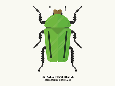 Metallic Fruit Beetle