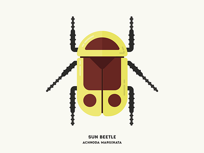 Sun Beetle animal beetle bug diagram illustration infographic insect nature simple specimen sun vector