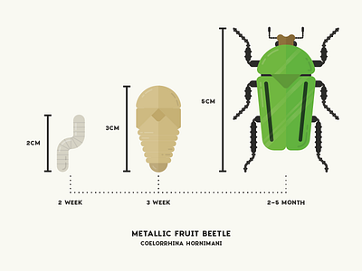 Metallic Fruit Beetle Infographic animal beetle bug diagram illustration infographic insect nature simple stats vector wildlife