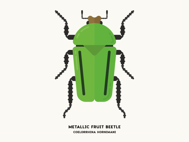 Metallic Fruit Beetle
