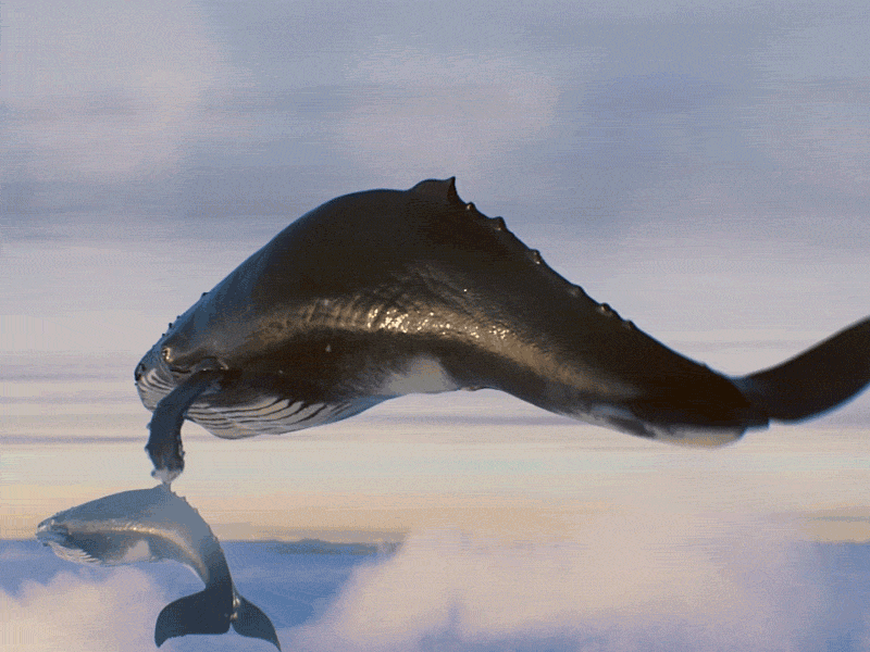 Flying whale 3d animation cg fly kit whale