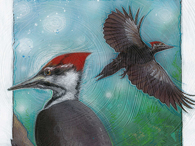 Woodpecker bird illustration sketch woodpecker