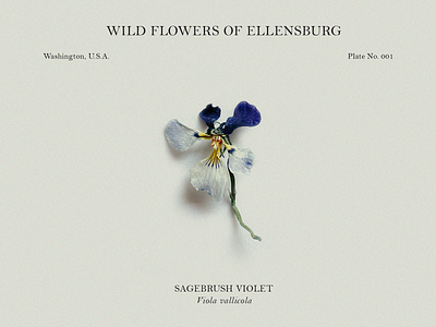 Wildflowers of Ellensburg : Sagebrush Violet design floral flower scientific illustration species specimen typography wild flowers