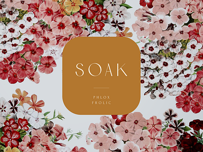 Soak Floral Phlox botanic botanical art botanical illustration branding design floral logo packaging packaging design typogaphy