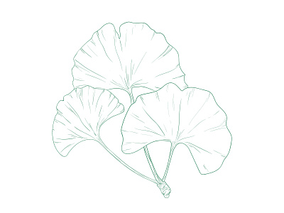 Ginkgo brush hand drawing illustration illustrator