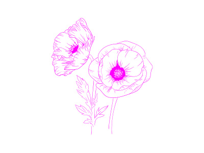 Poppy brush illustration